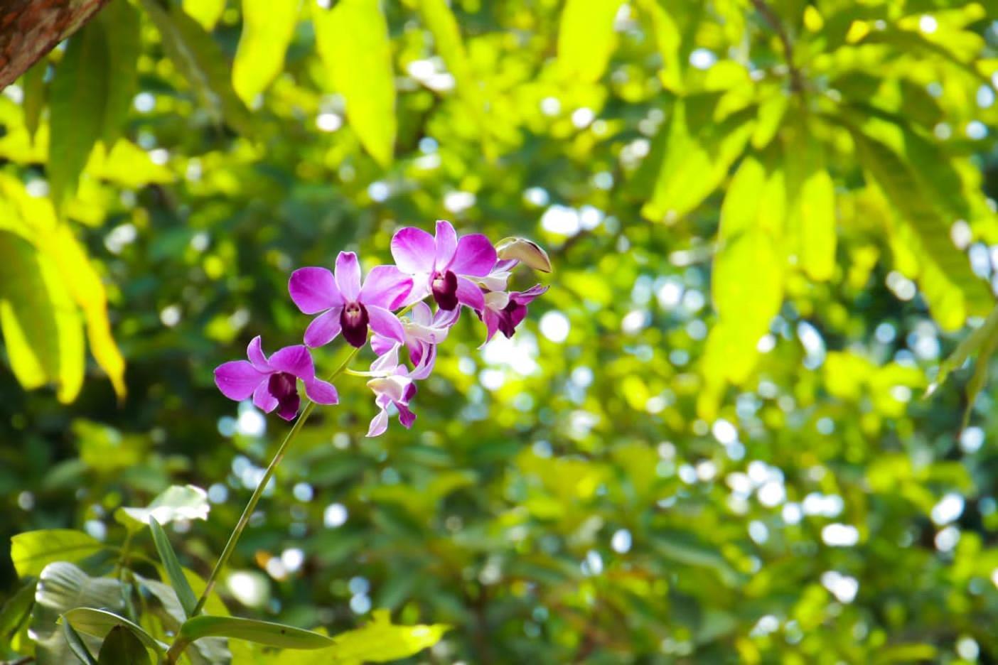 Rainforest Lodge, Deniyaya Singheraja Ngoại thất bức ảnh